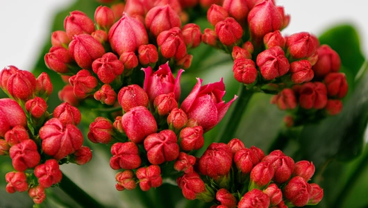 Каланхоэ в&nbsp;горшочке