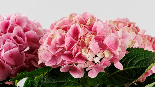 Гортензия в&nbsp;горшочке