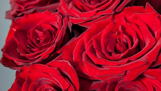 Монобукет 11 Роз Explorer под ленту