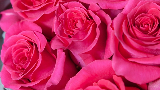 Монобукет 11 Роз Pink Floyd в крафте