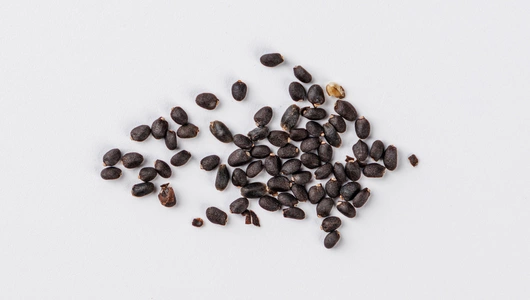 Семена Базилик овощной "Шалун" (А)_СО