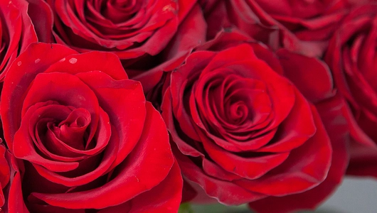 Монобукет 25 Роз «Explorer»