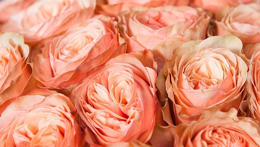 Монобукет 25 Роз «Kahala»