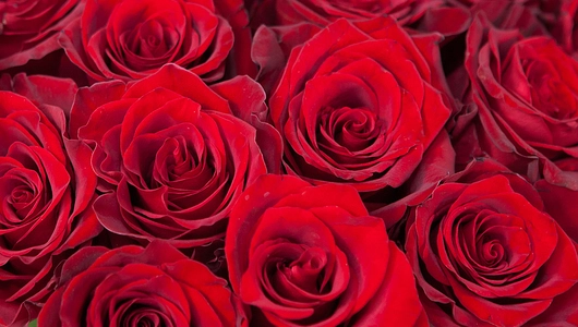 Монобукет 25 Роз «Explorer»