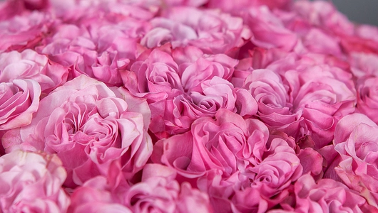 Монобукет 25 Роз "Country blues"