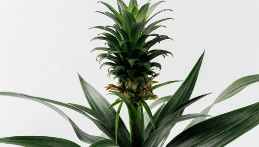 Горшечное растение "Ананас д.12"_СО Горшечное растение "Ананас д.12"_СО