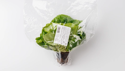 Салат маслянистый зеленый в горшочке