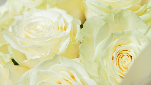 Монобукет 11 Роз Mondial