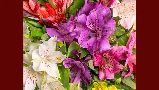 Букет из&nbsp;альстромерий микс под&nbsp;ленту 9 шт