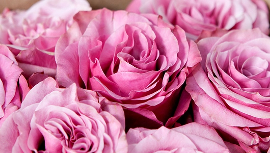 Монобукет 11 Роз "Country Blues" в&nbsp;крафте