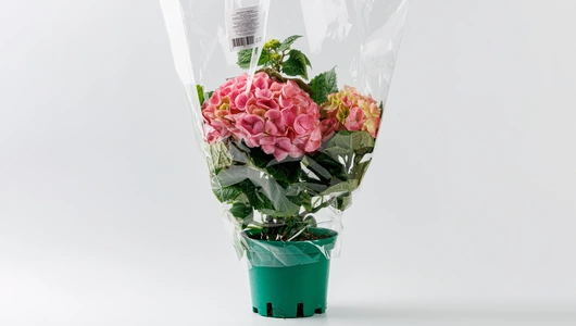 Гортензия в&nbsp;горшочке