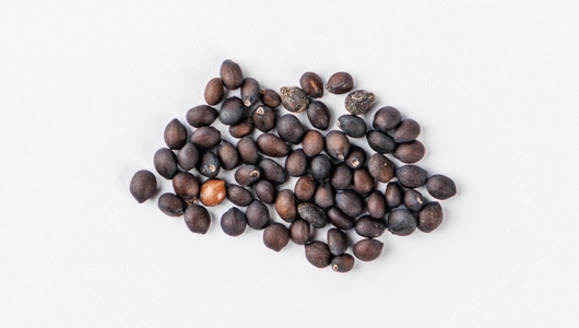 Семена Шалфей пышный Фиолетовый_СО