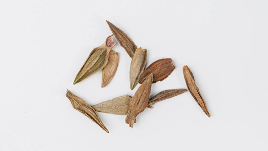 Семена Цинния низкорослая "Румба Красная"_СО