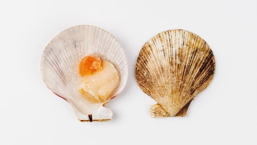 Гребешок морской на раковине с/м, 400 г