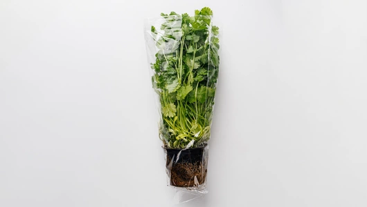 Кинза в горшочке Кинза в горшочке