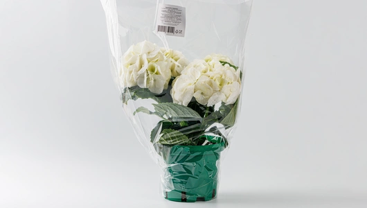 Гортензия в&nbsp;горшочке