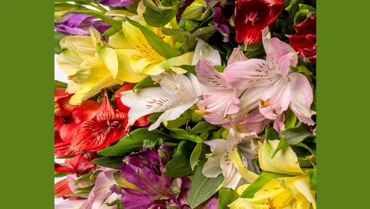 Букет из&nbsp;альстромерий микс под&nbsp;ленту 15 шт