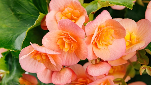 Бегония элатиор премиум в горшочке, шт