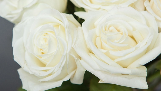 Монобукет из&nbsp;25 пионовидных эквадорских Роз "Playa Blanka" под&nbsp;ленту