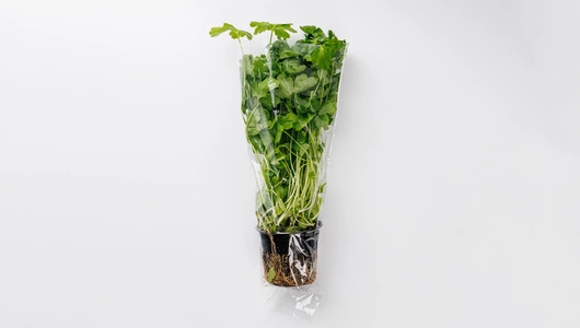 Петрушка в горшочке