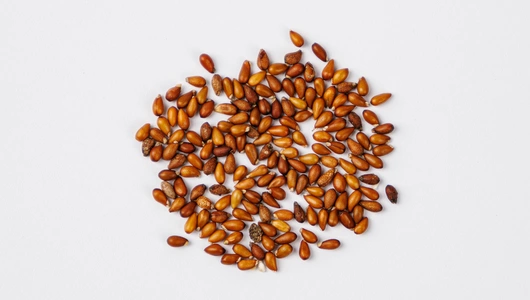 Семена Анютины глазки "Красный кардинал"