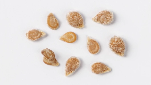 Смесь семян "Томат Черри" 0,1 г АСТ Смесь семян "Томат Черри" 0,1 г АСТ