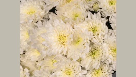 Букет из&nbsp;белой хризантемы в&nbsp;упаковке 5 шт