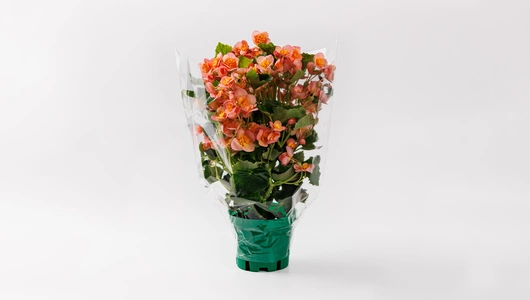 Бегония элатиор премиум в горшочке, шт