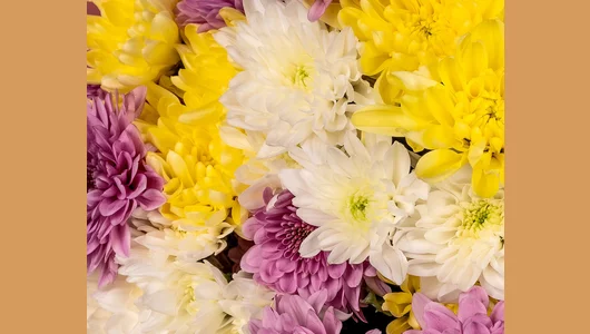 Букет из&nbsp;хризантем микс в&nbsp;упаковке 7 шт