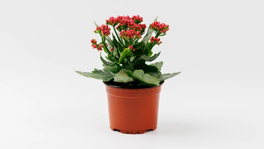 Каланхоэ в&nbsp;горшочке