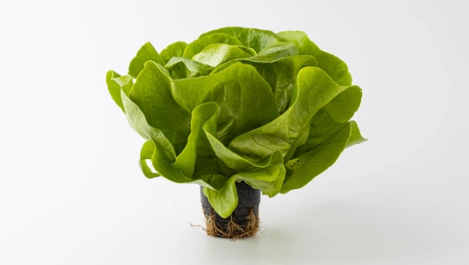 Салат маслянистый зеленый в горшочке