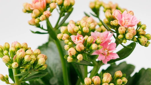 Каланхоэ в&nbsp;горшочке