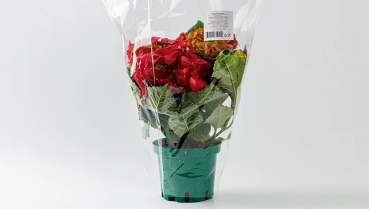 Гортензия в&nbsp;горшочке