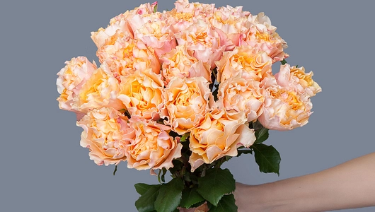 Монобукет 25 Роз «Campanella»