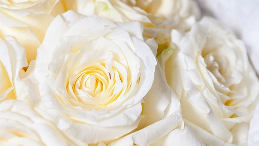 Монобукет из 11 Роз "Candlelight"