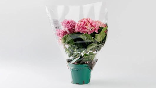 Гортензия в&nbsp;горшочке