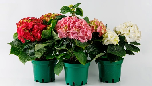 Гортензия в&nbsp;горшочке