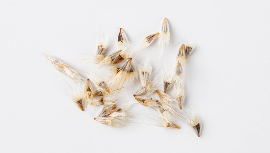 Семена Гайлардия Яшма_СО