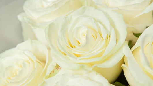 Монобукет 11 Роз Mondial