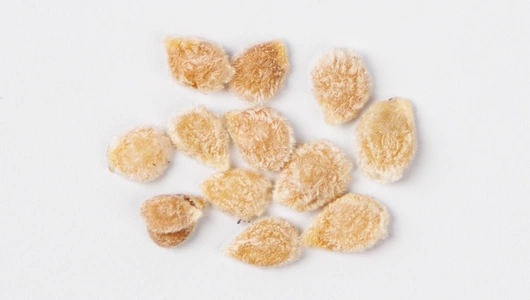 Семена Томат "Малиновый фонтан F1" Семена Томат "Малиновый фонтан F1"