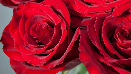 Монобукет 11 Роз Explorer под ленту