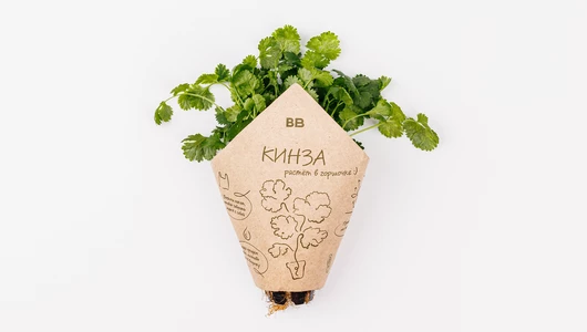 Кинза в горшочке, шт