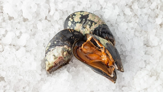 Мидии Грея живые тихоокеанские, шт.