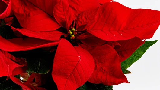 Пуансеттия в горшочке, шт