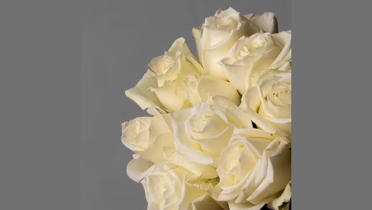 Букет Роза "Айсбрейкер" 9шт Высота 50см под&nbsp;ленту