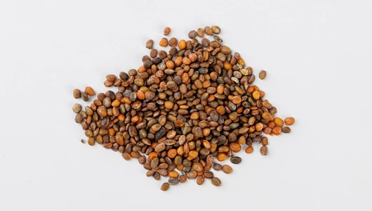 Семена Индау "Диковина" (А)_СО