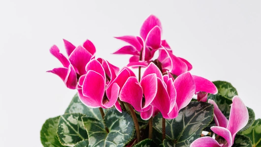 Цикламен в горшочке