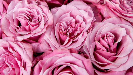 Монобукет 11 Роз "Country Blues" в&nbsp;крафте