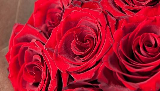 Монобукет 11 Роз Explorer