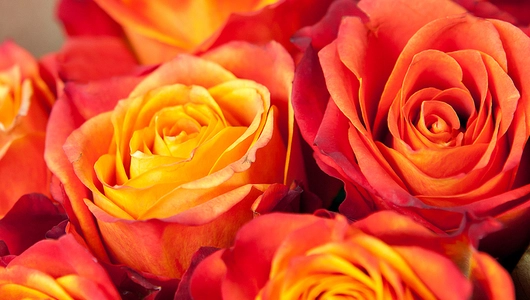 Монобукет из 11 Эквадорских Роз Atomic в крафте